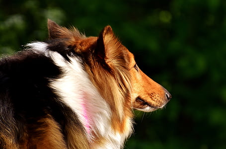 close-up photography of adult tricolor rough collie at daytime thumbnail