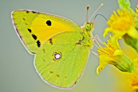 close up photo of green and yellow butterfly on yellow petaled flower thumbnail