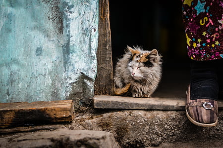 long-haired gray cat lying beside door thumbnail