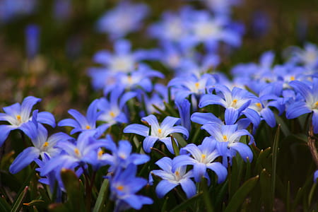 shallow focus photography of purple flowers thumbnail