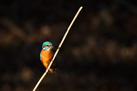 humming bird perched on stick thumbnail