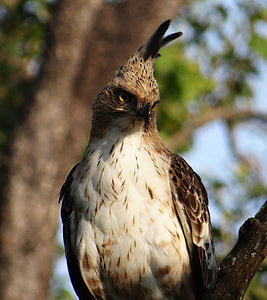 Eagle, Changeable Hawk-Eagle thumbnail