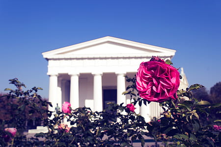 Photo of Red Rose with White Concrete Building in the Background thumbnail