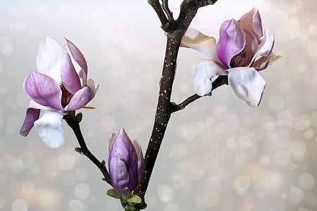 white-and-pink magnolias in bloom close-up photo thumbnail