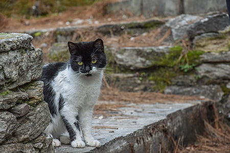 black and white cat selective-focus photography thumbnail