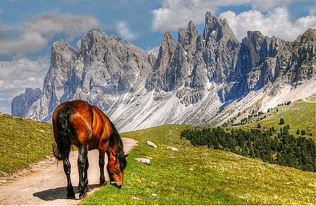 brown horse on gray sand thumbnail