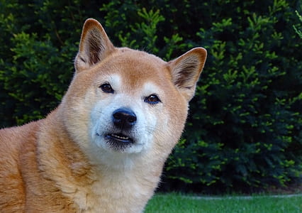adult brown shiba inu outdoor thumbnail