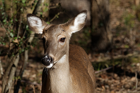 selective focus photography of deer standing on leaves thumbnail