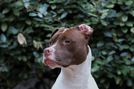 closeup photography of short-coated black and white dog thumbnail