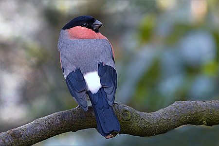 gray, red, and black bird perching on tree branch thumbnail