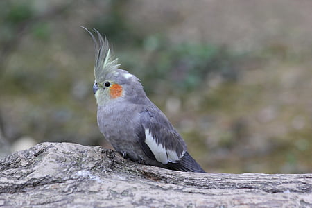 gray cockatiel on gray branch thumbnail