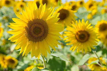 Sunflowers thumbnail