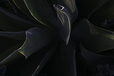 chiaroscuro photography of green leafed plant thumbnail
