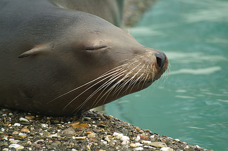 black sea lion thumbnail