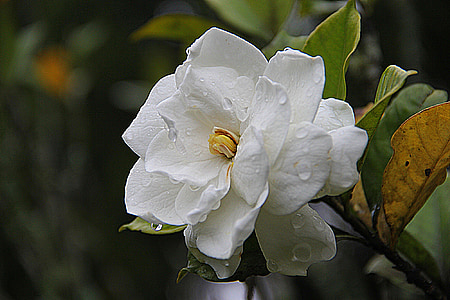 white gardenia flower in bloom close up photo thumbnail