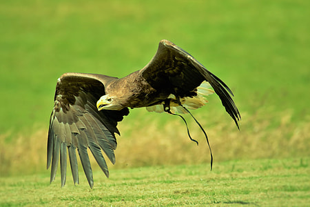 flight of bald eagle by day thumbnail