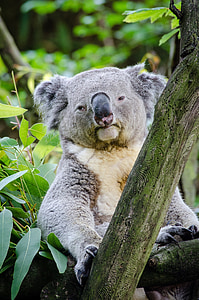 gray koala near green leaf plant thumbnail