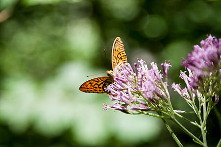 brown butterfly on pink flower thumbnail