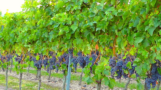 photo of grape plant thumbnail