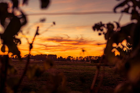 silhouette of tree during golden hour thumbnail