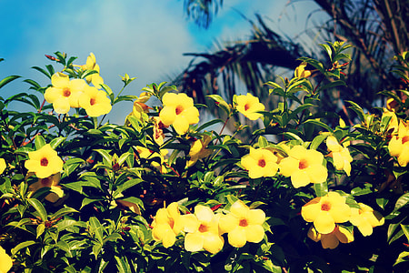 yellow flowers under blue sky thumbnail