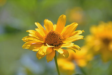 yellow petaled flower in focus photography thumbnail
