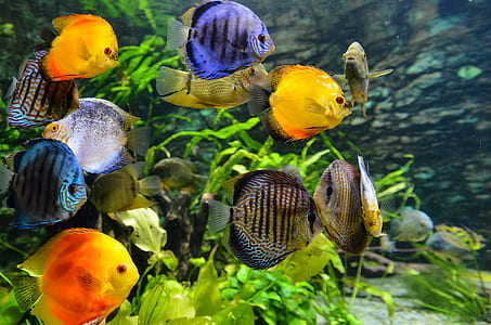 school of fish beside plants thumbnail