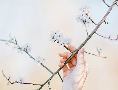 person holding cherry blossom tree during daytime thumbnail