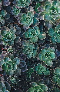 green flower photographt thumbnail