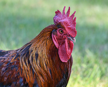 red rooster in closeup photography thumbnail