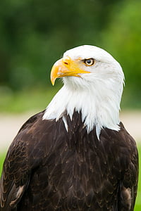 black and brown bald eagle thumbnail