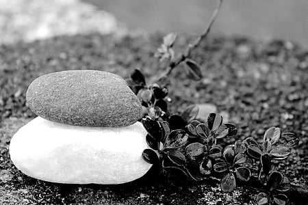 grayscale photography of a stone on a plant thumbnail