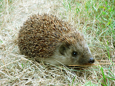 beige hedgehog on green grass during daytime thumbnail