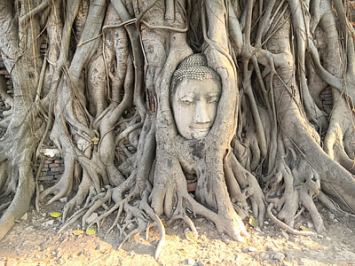 Gautama Buddha statue covered with roots thumbnail