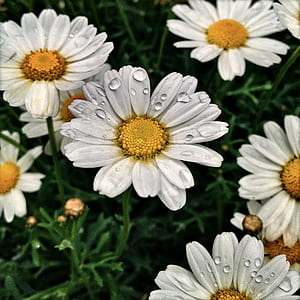 selective focus photo daisy flowers with dew thumbnail