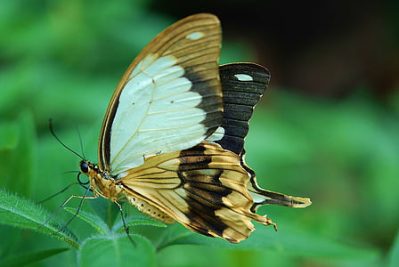 close photo of brown and white butterfly pollinating on green leaf plant thumbnail