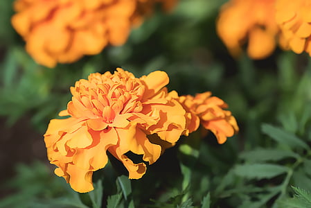 selective focus photography of orange petaled flowers thumbnail