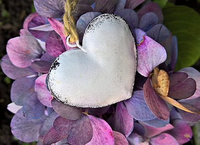 hydrangeas, heart, autumn, hydrangea flowers, turning to fall colors, metal heart thumbnail