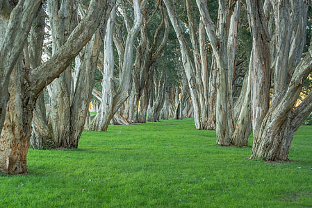 photo of empty green grass with trees thumbnail