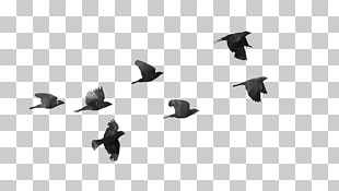 Bird flight Bird flight , Birds Transparent PNG clipart