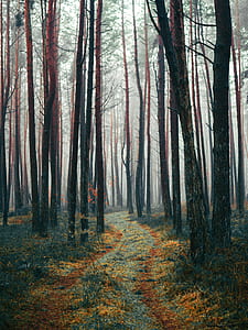 tree forest during early morning thumbnail