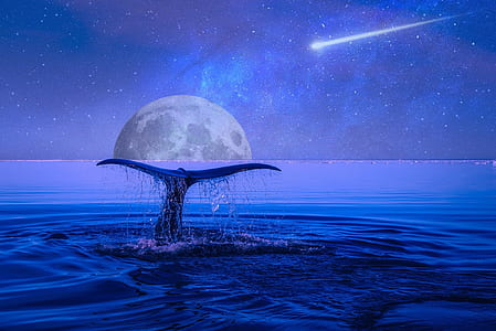 whale tale in sea wallpaper thumbnail