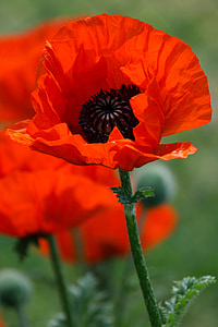 macro photography of red poppy in bloom at daytime thumbnail