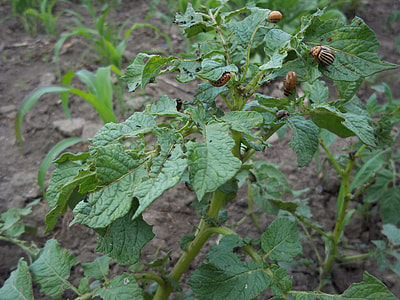 Potato, Colorado Potato Beetle thumbnail