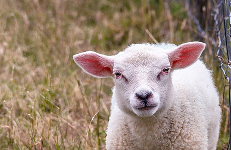 white lamb on grass field thumbnail