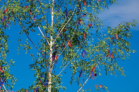 photo of green tree at daytime thumbnail