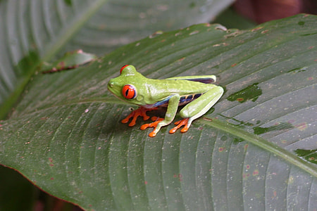 green and orange frog on green leaf thumbnail