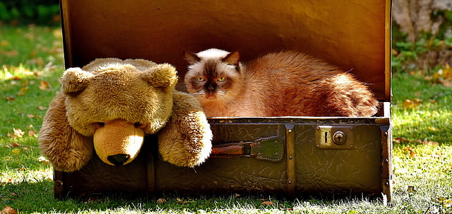 Siamese cat in briefcase on green grass thumbnail