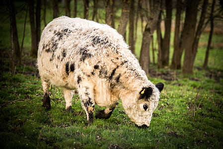 white and black animal near tree during daytime thumbnail