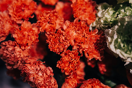 Close-ups of flowers and plants thumbnail